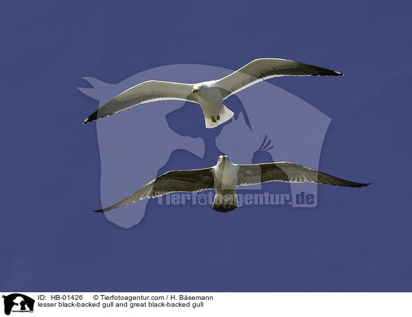 Heringsmwe und Mantelmwe / lesser black-backed gull and great black-backed gull / HB-01426