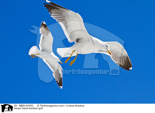 Heringsmwe / lesser black-backed gull / MBS-04350