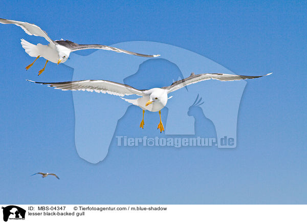 Heringsmwe / lesser black-backed gull / MBS-04347