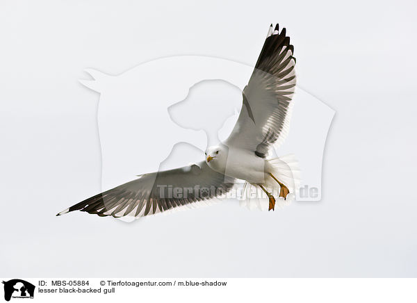 Heringsmwe / lesser black-backed gull / MBS-05884