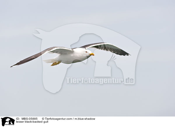 lesser black-backed gull / MBS-05885