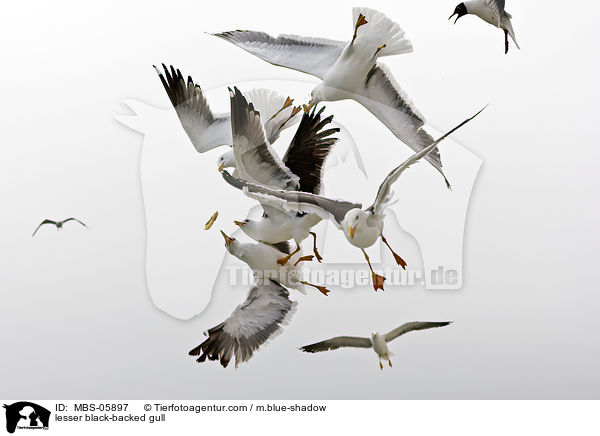 Heringsmwe / lesser black-backed gull / MBS-05897