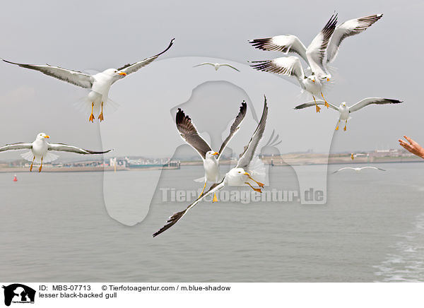 Heringsmwe / lesser black-backed gull / MBS-07713