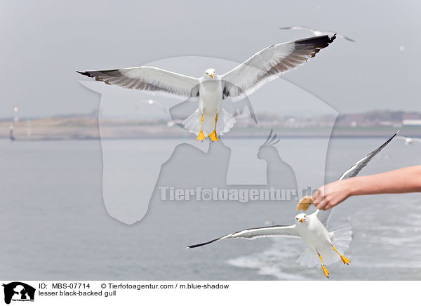 Heringsmwe / lesser black-backed gull / MBS-07714