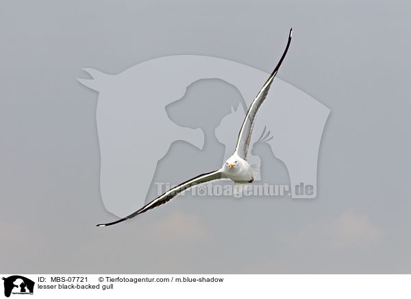 Heringsmwe / lesser black-backed gull / MBS-07721