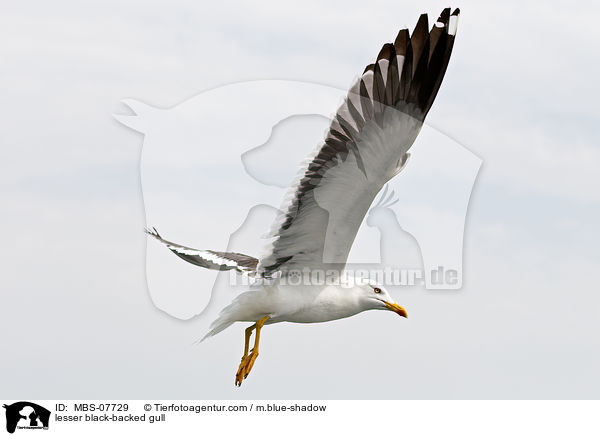 Heringsmwe / lesser black-backed gull / MBS-07729