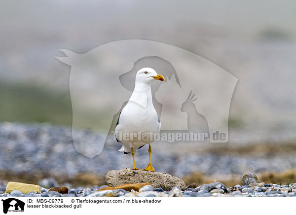 Heringsmwe / lesser black-backed gull / MBS-09779