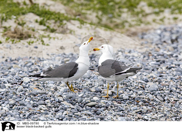 Heringsmwen / lesser black-backed gulls / MBS-09780