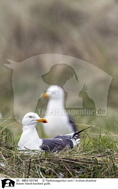 Heringsmwen / lesser black-backed gulls / MBS-09786