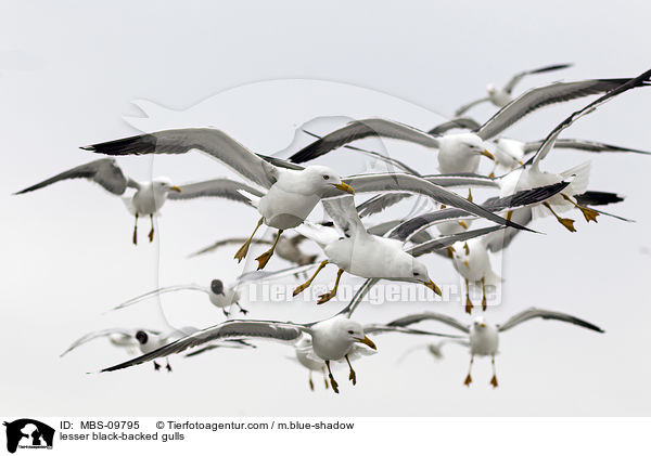 lesser black-backed gulls / MBS-09795