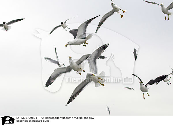 Heringsmwen / lesser black-backed gulls / MBS-09801