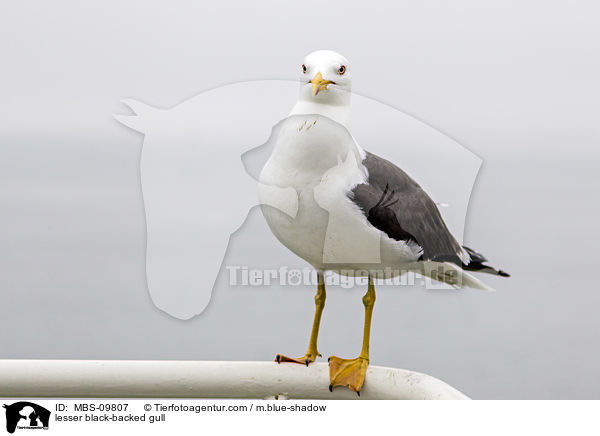 Heringsmwe / lesser black-backed gull / MBS-09807