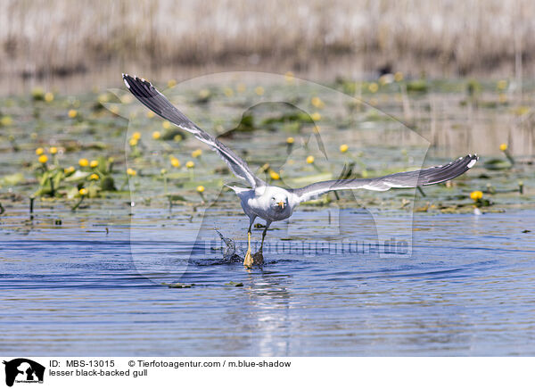 Heringsmwe / lesser black-backed gull / MBS-13015