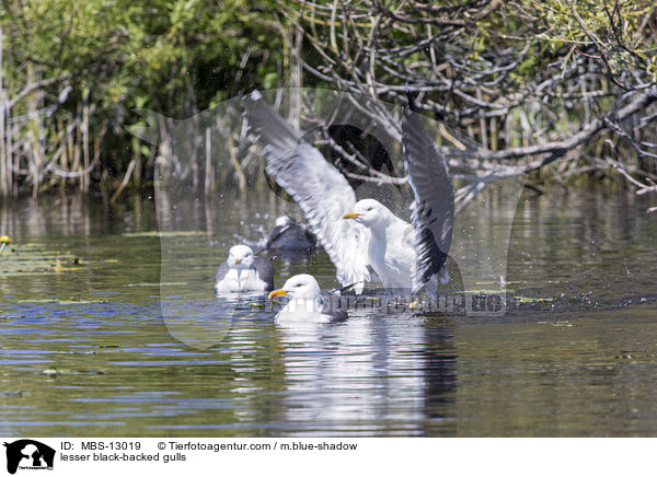 Heringsmwen / lesser black-backed gulls / MBS-13019