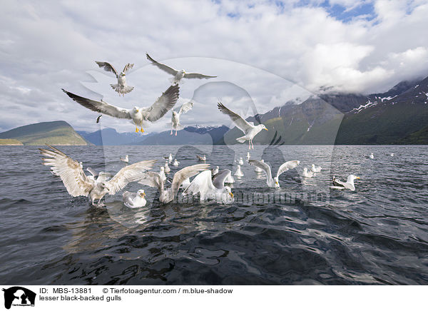 Heringsmwen / lesser black-backed gulls / MBS-13881