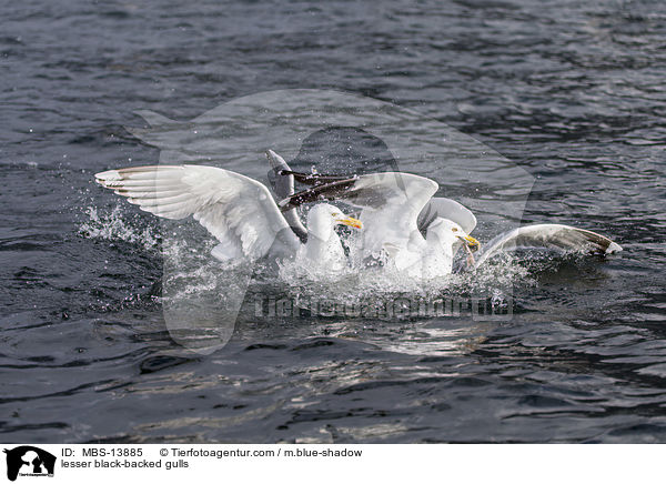 Heringsmwen / lesser black-backed gulls / MBS-13885