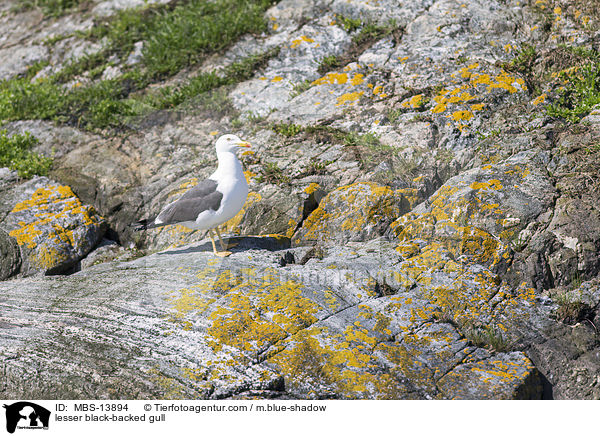 Heringsmwe / lesser black-backed gull / MBS-13894