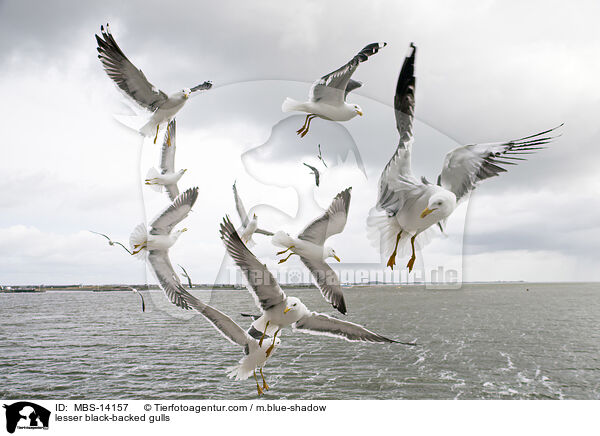 Heringsmwen / lesser black-backed gulls / MBS-14157
