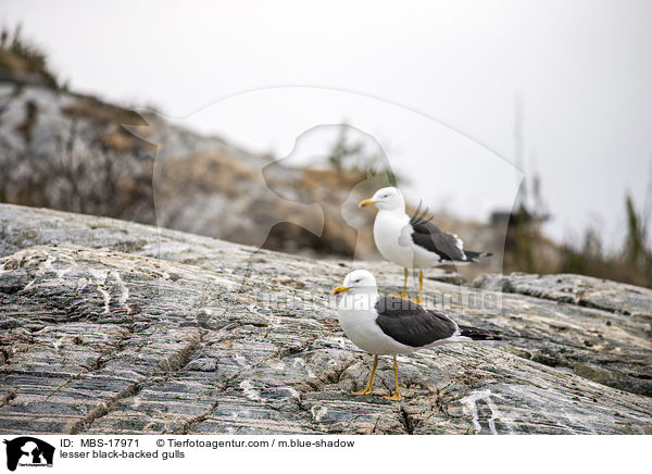 lesser black-backed gulls / MBS-17971