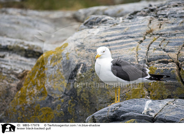 lesser black-backed gull / MBS-17978