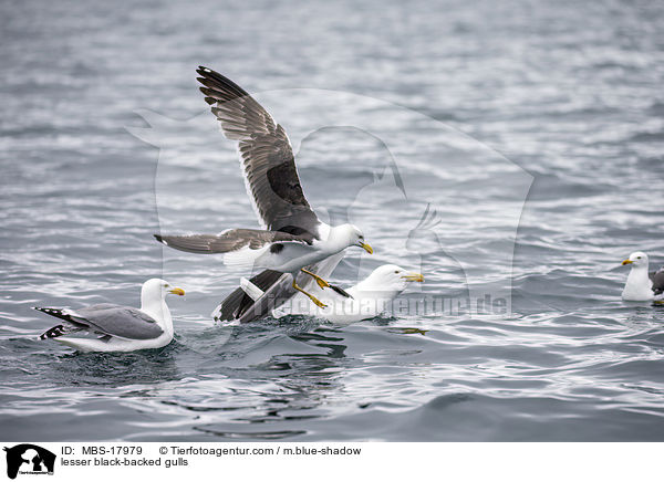 lesser black-backed gulls / MBS-17979