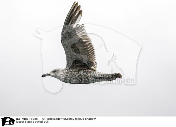 lesser black-backed gull / MBS-17986
