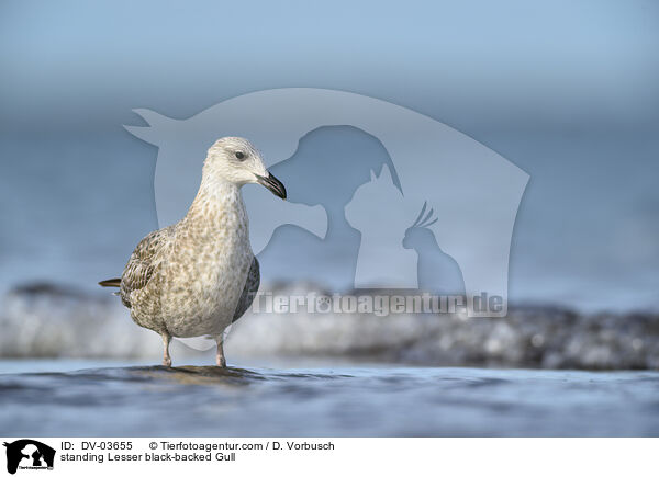 stehende Heringsmwe / standing Lesser black-backed Gull / DV-03655