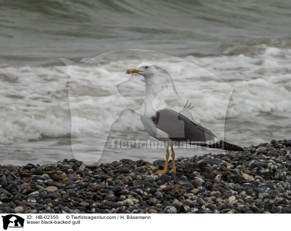 Heringsmwe / lesser black-backed gull / HB-02350