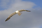 lesser black-backed gull