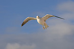 lesser black-backed gull