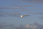 lesser black-backed gull