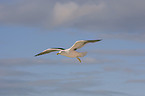 lesser black-backed gull