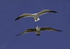 lesser black-backed gull and great black-backed gull