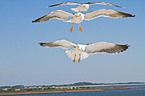 lesser black-backed gull