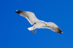 lesser black-backed gull