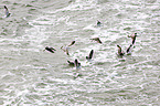 lesser black-backed gull