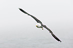 lesser black-backed gull