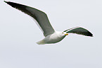 lesser black-backed gull