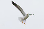 lesser black-backed gull