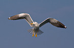 lesser black-backed gull