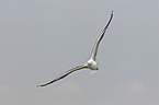 lesser black-backed gull