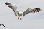 lesser black-backed gull