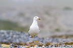 lesser black-backed gull