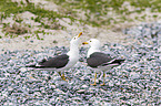 lesser black-backed gulls