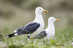 lesser black-backed gulls