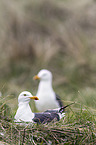 lesser black-backed gulls