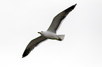 lesser black-backed gull