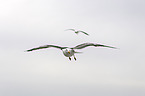 lesser black-backed gull