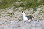 lesser black-backed gull