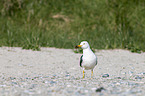 lesser black-backed gull